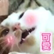 新东方特级厨师小星