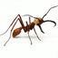 20 million army ants
