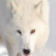 White Wolf