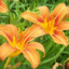 A daylily