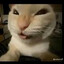 9 Live Cat