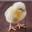 ChickenBird