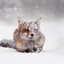 the_winter_foxy