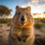 quokka