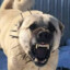 Kangal