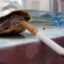 The Smoking Turtle