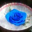 Blue Rose