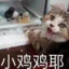 薛定鄂的猫鸡