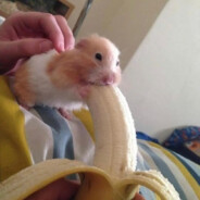 鼠鼠我啊.又寄了