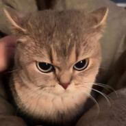 ♡ - steam id 76561198400259585