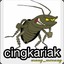 cingkariak