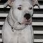 Dogo Argentino