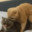 Catnip