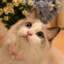 养猪猪的小香