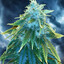 THC teract