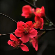 落花时节又逢君