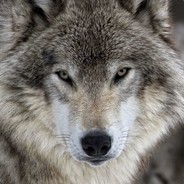 ShadowLycan77