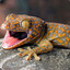 Gecko