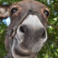 Burro34