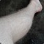 Grape leg