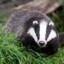 The Badger