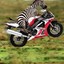 Zebra laTz