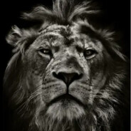 LiON?