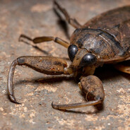 Evil ass water bug