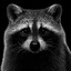 RACCOON