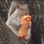 Brooklyn Squirrel
