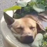 云缨玩家中最好的操虫棍使用者