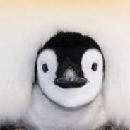 penguin