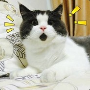 你看到我的小熊了么