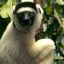 Zoboomafoo