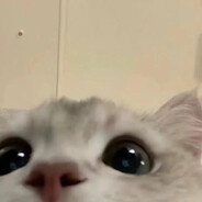 阳光开朗大猫咪