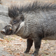 rabid boar