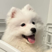 鼻子顶豆舌头翻肉