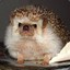 grumpiest_hedgehog