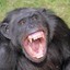 Chimpanzee on Meth
