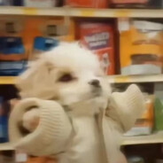 第13小学副校长