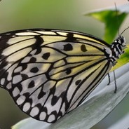 Smetherling's Avatar