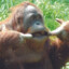 ORANGUTAN