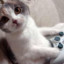 Gaming Kitty TE