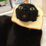 BREAD cat