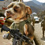 WARDOG