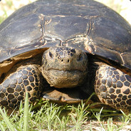 SnappingTortoise