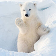 Polar Bear