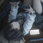 NEKO