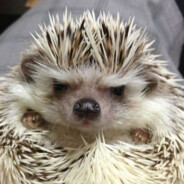 dissatisfied_hedgehog