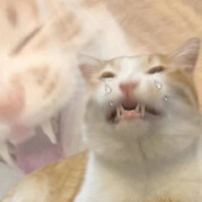 有老公你不早说